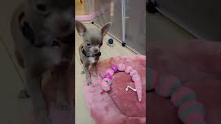 Teacup lilac chihuahua LILU softly playing in the morning  Available teacup chihuahua puppies [upl. by Illa203]