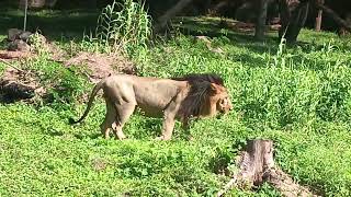 Hyderabad Nehru Zoological Park 🏞️ 🦁 [upl. by Enihpesoj]