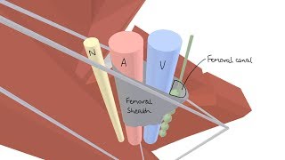 3D Tour of the Femoral Triangle [upl. by Yanaton]