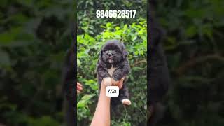 Lhasa apso puppies for sale in 📍Kerala shorts [upl. by Nyberg]