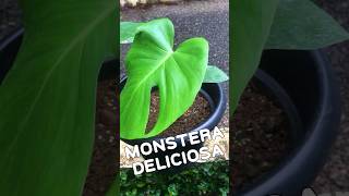 First fenestrated leavesmonsteradeliciosa houseplantsmonstera fenestration growth newRemix [upl. by Lleral]