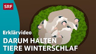 Der Winterschlaf der Tiere – einfach erklärt  Kindervideos  SRF Kids [upl. by Darb]