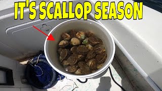 This was a BLAST  Finding Scallops is like an underwater easter egg Hunt [upl. by Orecic]