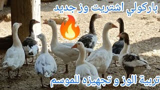 باركولي😅اشتريت وز جديد🪿😱تربية الوز💥و تجهيز الوز للموسم🔥و معرفة الدكر من النتايه💥اهم معلومات عن الوز [upl. by Anyg673]