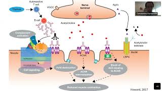 Myasthenia Gravis Therapy in 2022 New Data and New Treatments [upl. by Somar]