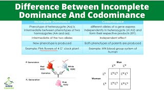 Difference Between Incomplete Dominance And Codominance [upl. by Ailedamla]