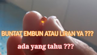 Mustika Embun atau Mustika Lipan  Buntat Mustika Geliga [upl. by Accalia172]