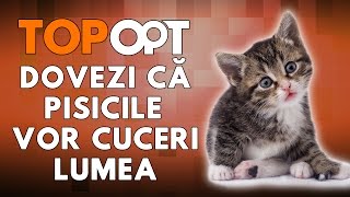 Dovezi ca pisicile vor cuceri lumea [upl. by Assira]