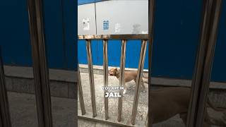 Can Bully👹escape this Jail🔒again 🫣🙈 amanandbully pitbulldog americanbully [upl. by Bathulda]