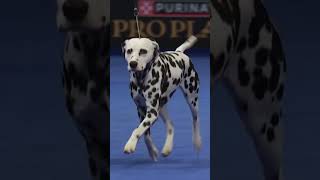 DALMATIAN DOGdog doglover cute [upl. by Nhguavad710]