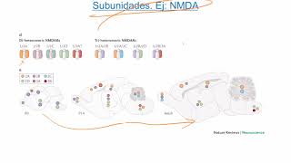 Conceptos básicos 4 subunidades de receptores [upl. by Ydnelg]