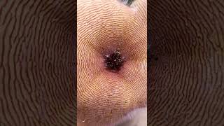 Stapelia gigantea pollination pollination stapelia succulent flowers houseplants garden video [upl. by Silrac]