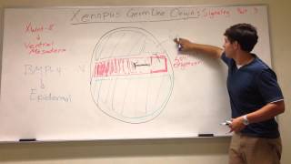 Xenopus Germ Layer Origins Mesoderm and Neural Patterning [upl. by Westerfield859]