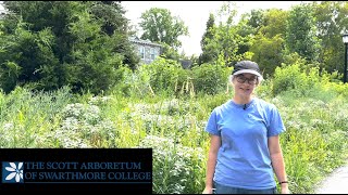 Gardeners Almanac Tall Plants in Front of the Border [upl. by Adnocahs]