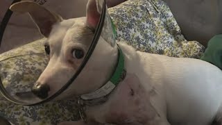 Womans dog attacked by another dog in Pittsburghs Market Square [upl. by Hsirt]