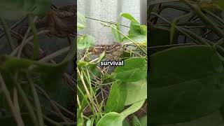 quotLeafTailed Gecko Natures Master of Camouflagequot [upl. by Sekyere]