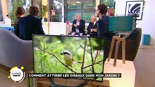 Comment attirer les oiseaux dans mon jardin [upl. by Amias]