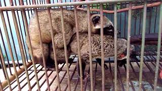 civet matting  matting habits of the mongoose  Breeds [upl. by Roman870]