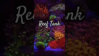 REEF TANK🪸AQUAVIBEZ🌊AQUARIUM🐠 trending shorts youtubeshorts ytshort reeftank aquavibez [upl. by Barvick722]