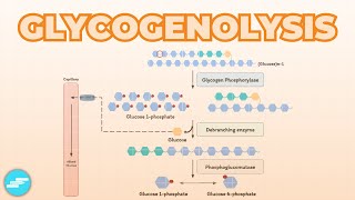 Glycogenolysis Glycogen Breakdown  Metabolism [upl. by Bej381]