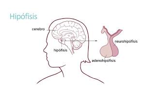 Anatomía genital femenina y eje hipotálamo hipófisis gónada [upl. by Kerred648]