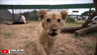 Vidéo 35  Le lion est le roi de la jungle [upl. by Attenrad]