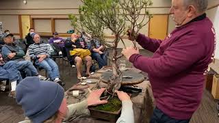 Compacting a Long and Gangly Lodgepole Pine Bonsai [upl. by Skcirdnek345]