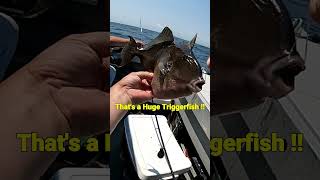 Wreck Fishing for Triggerfish shorts triggerfish oceanfishing [upl. by Sylado]