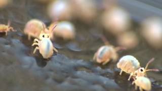 Collembola or Springtails [upl. by Padraig]