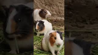 Cute hamsters eating grass hamsters nature cute animals rabbits [upl. by Yadnil]