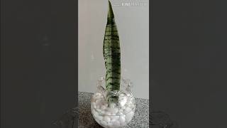 How to Grow Snake Plant Propagation from Single Leaf in Water Snake Plant decor DIY shorts snake [upl. by Phillipp]