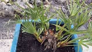 Serenoa repens  Saw Palmetto palm tree  May 18 2013 [upl. by Alaham780]