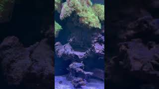 Saltwater Reef Tank [upl. by Killam]