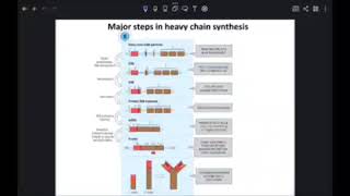 Immunology L5 C1 Antibody diversity P2 [upl. by Fredericka298]