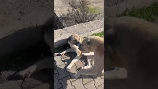 Araba çarpan köpek 🐕🐈🥺shorts shortvideo keşfetbeniöneçıkar [upl. by Buonomo514]