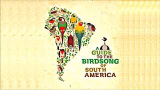 VA • quotA Guide to the Birdsong of South Americaquot LP Rhythm amp Roots 2015 [upl. by Stillmann47]