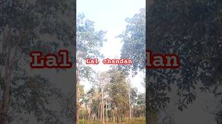 Lal Chandan The Enchanting Elixir of Tranquility and Beauty [upl. by Arakihc]