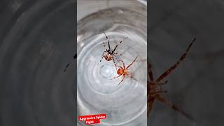 Aggressive Spider Fight 🕷 orbweaver spiderfighting spider spiders gagambafight gagamba fight [upl. by Okoyk]