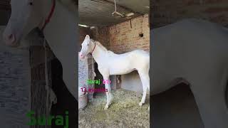 mateshwari horsehsntiwana viral reels punjab nature farm animal horse dance foryou [upl. by Aneehsyt]