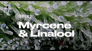 Terpenes myrcene amp Linalool will chill you out [upl. by Hera369]