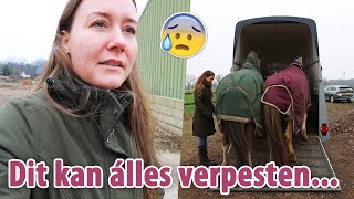 Alle paarden VERHUIZEN amp heel SLECHT nieuws gekregen  felinehoi VLOG 528 [upl. by Artekal]