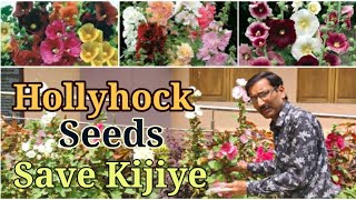 Hollyhock 🌺 Flower Seeds 😃 Collect Karna 💮 Sikhiye [upl. by Asoj]