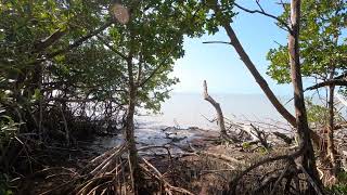 Everglades National Park  Hiking The Bayshore Loop Trail  Florida  Hiking in the Everglades [upl. by Cymbre608]