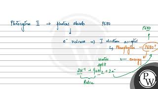 How are ATP NADPH and oxygen produced in noncyclic photophosphorylation [upl. by Zeret819]