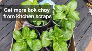 GROWING BOK CHOY PAK CHOI FROM KITCHEN SCRAPS [upl. by Kenward60]