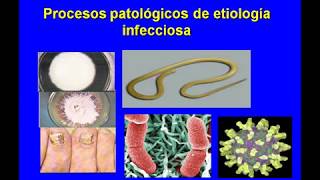 Morfofisiopatología Humana II Videos 8 MIC [upl. by Rimhsak]