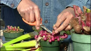 Trimming Sarracenia in Late Winter [upl. by Crissy117]