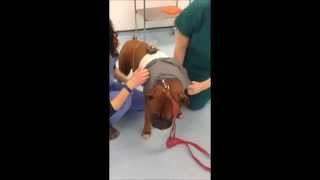 What to Expect Fitting a Holter Monitor on a Dog [upl. by Ymar]