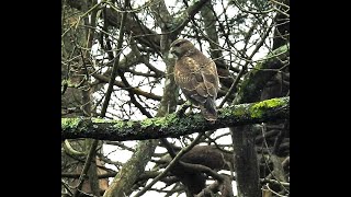 old footage of a common buzzard on a dull day in Poole Dorset shorts birds wildlife nature [upl. by Anale]