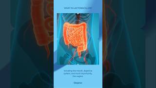 What is Lactobacillus lactobacillus uti urinaryhealth [upl. by Portingale]